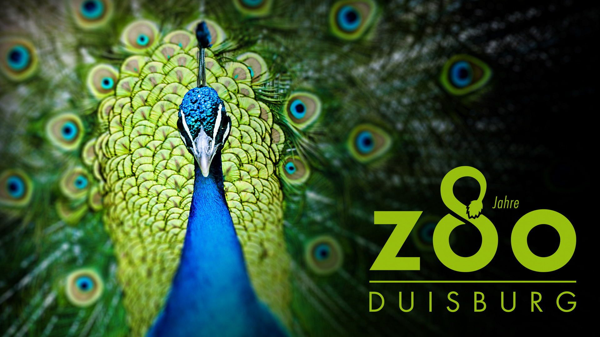 Pfau mit aufgefächerten Federn als Motiv mit Jubiläums-Logo des Zoo Duisburg.
