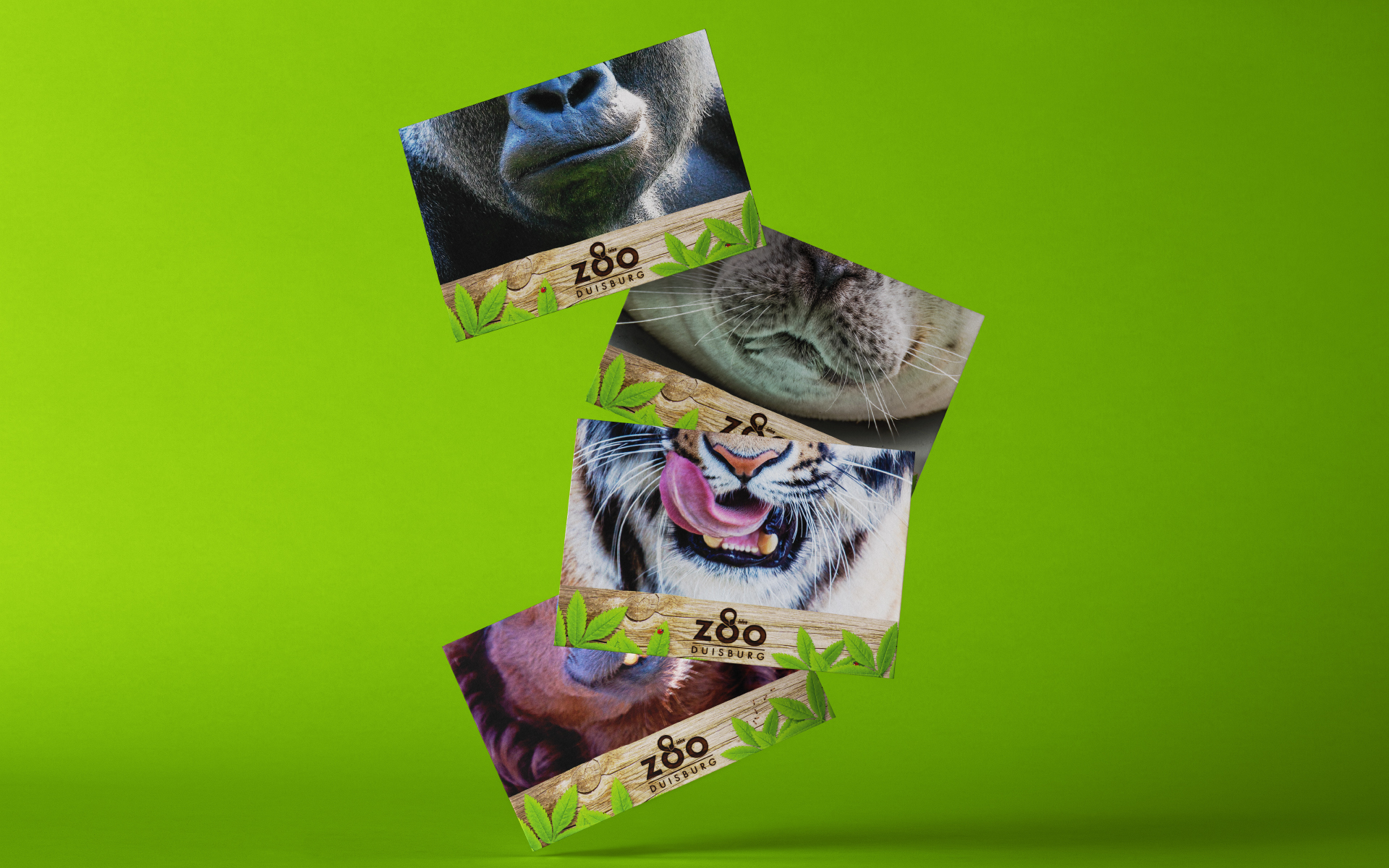 Zoo Duisburg Postkartenmotive zum 80-jährigen Jubiläum mit Tiermotiven.